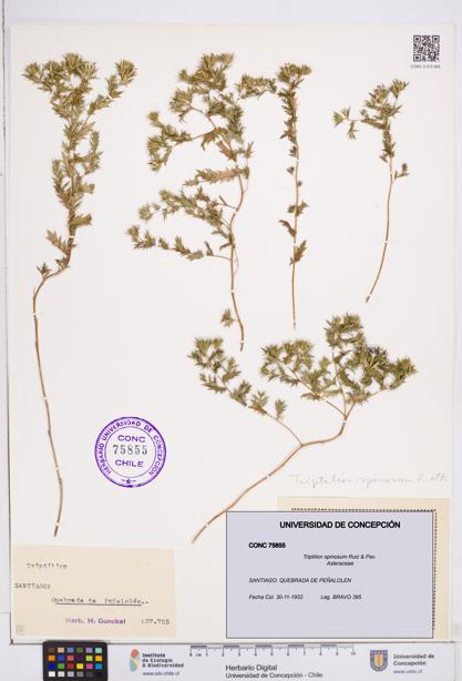 Triptilion spinosum [Espécimen: ]