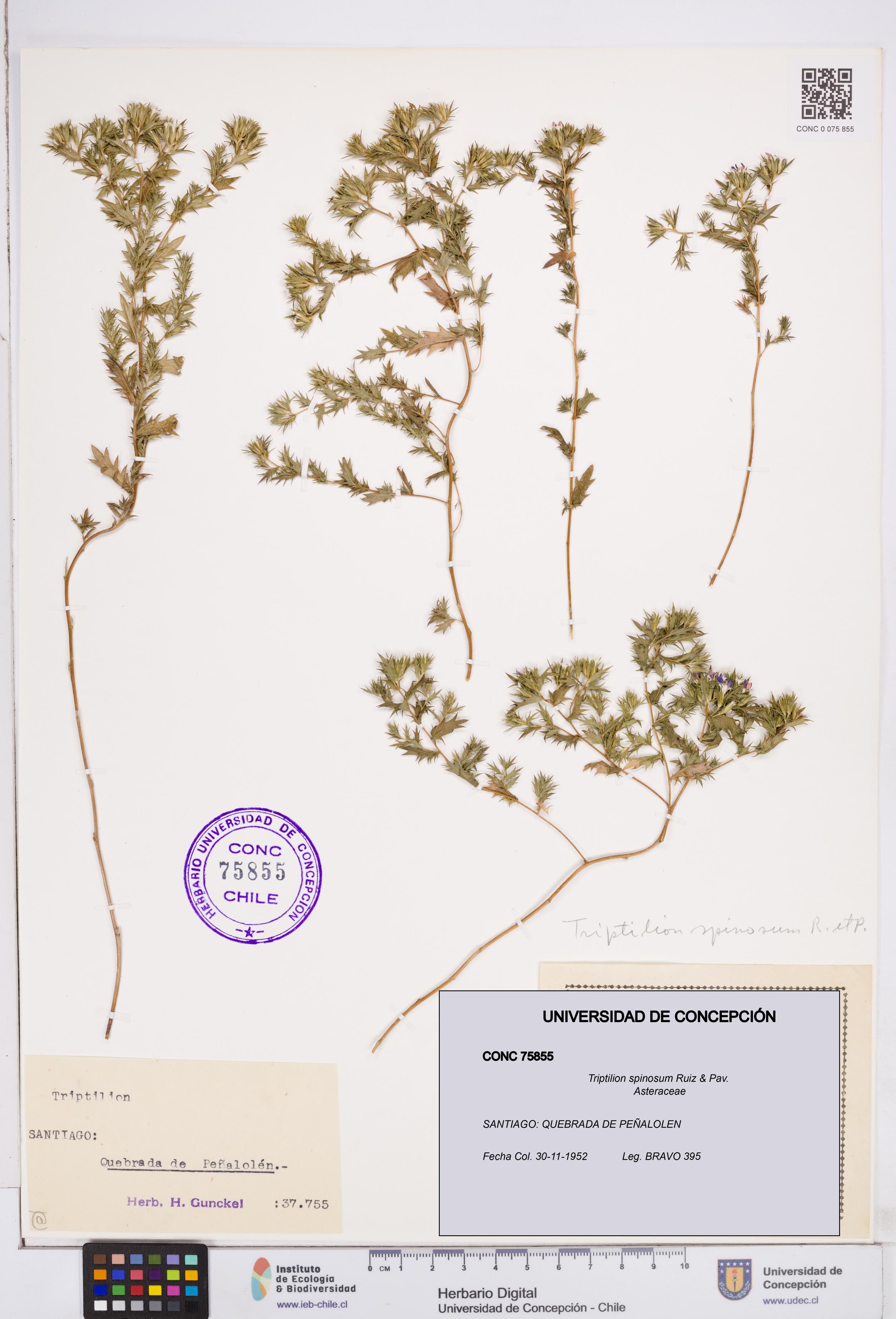 Triptilion spinosum [Espécimen: ]