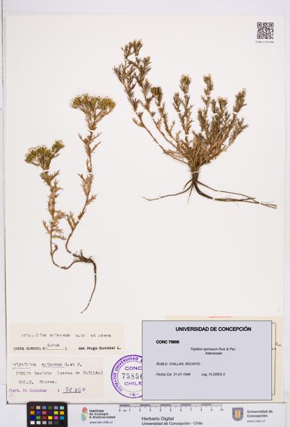 Triptilion spinosum [Espécimen: ]