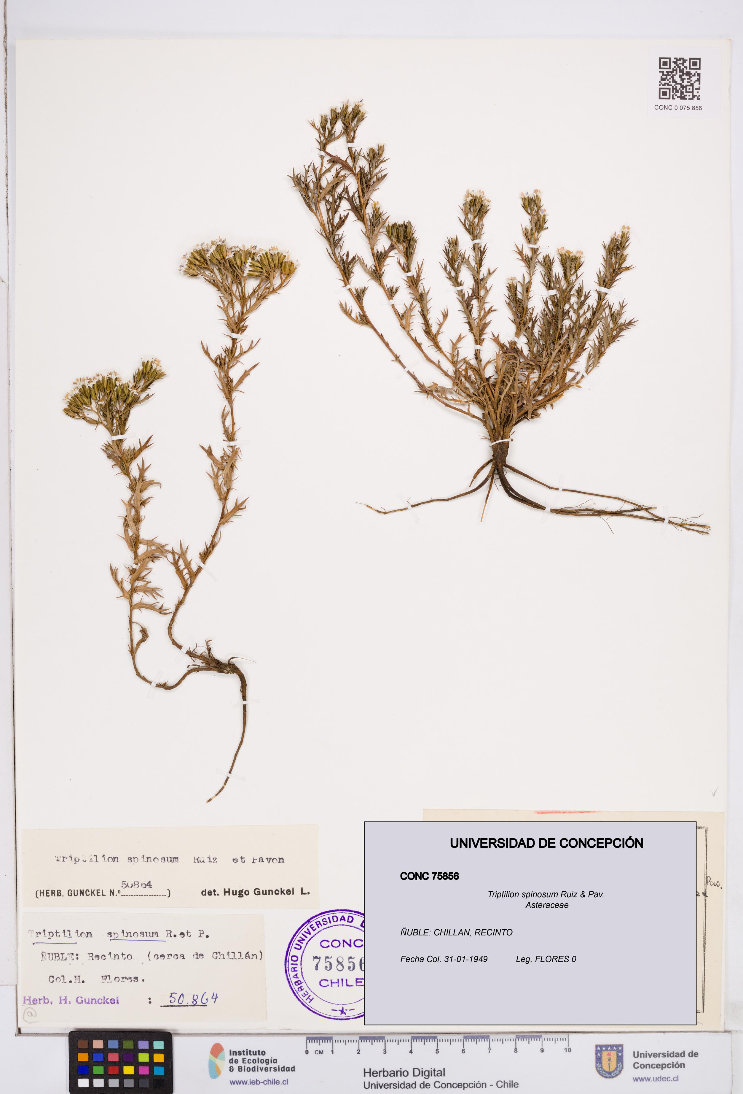 Triptilion spinosum [Espécimen: ]
