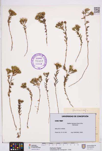 Triptilion spinosum [Espécimen: ]