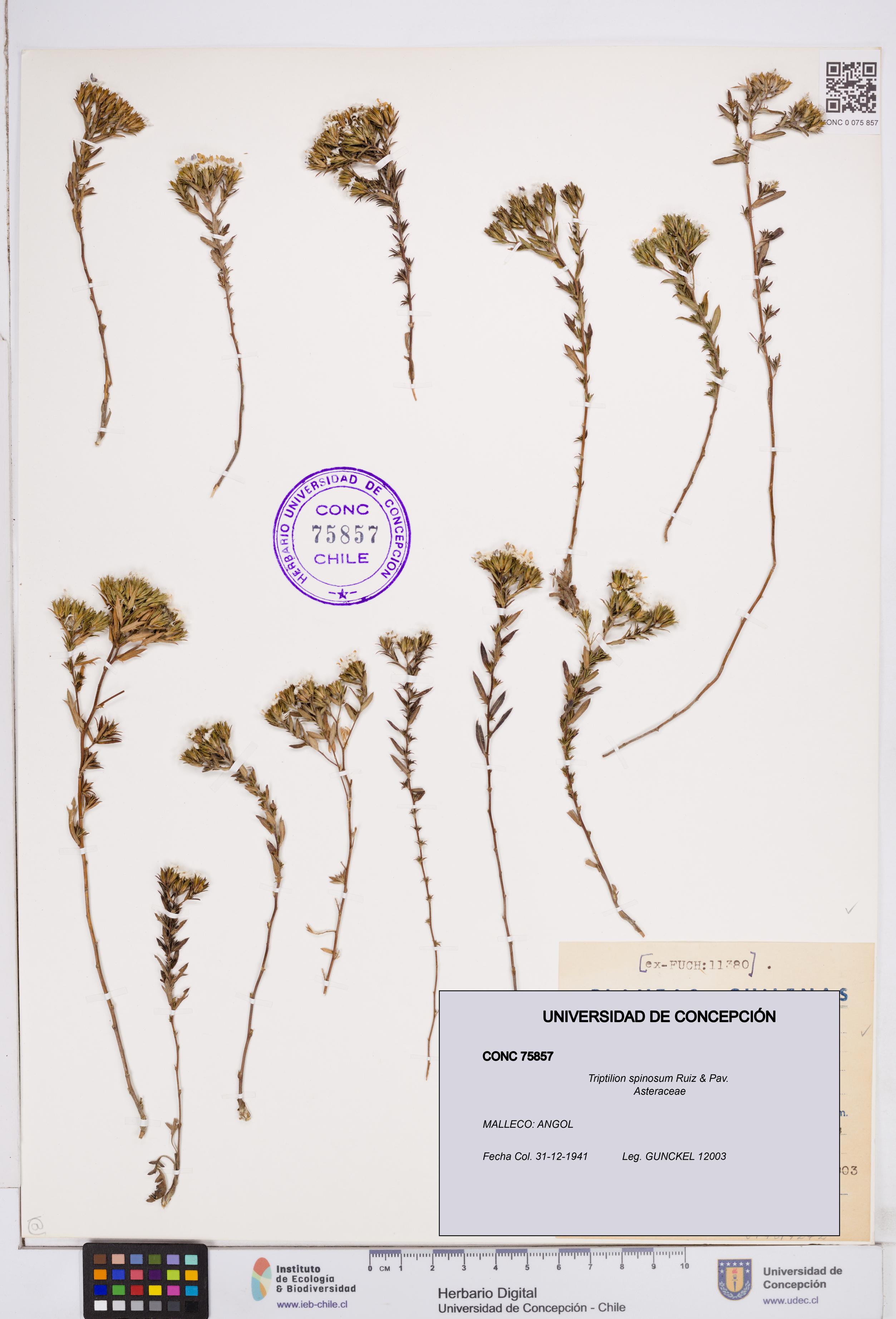 Triptilion spinosum [Espécimen: ]