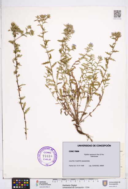 Triptilion spinosum [Espécimen: ]