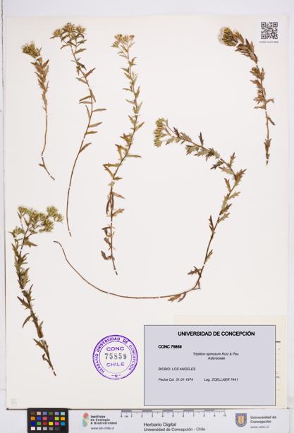 Triptilion spinosum [Espécimen: ]
