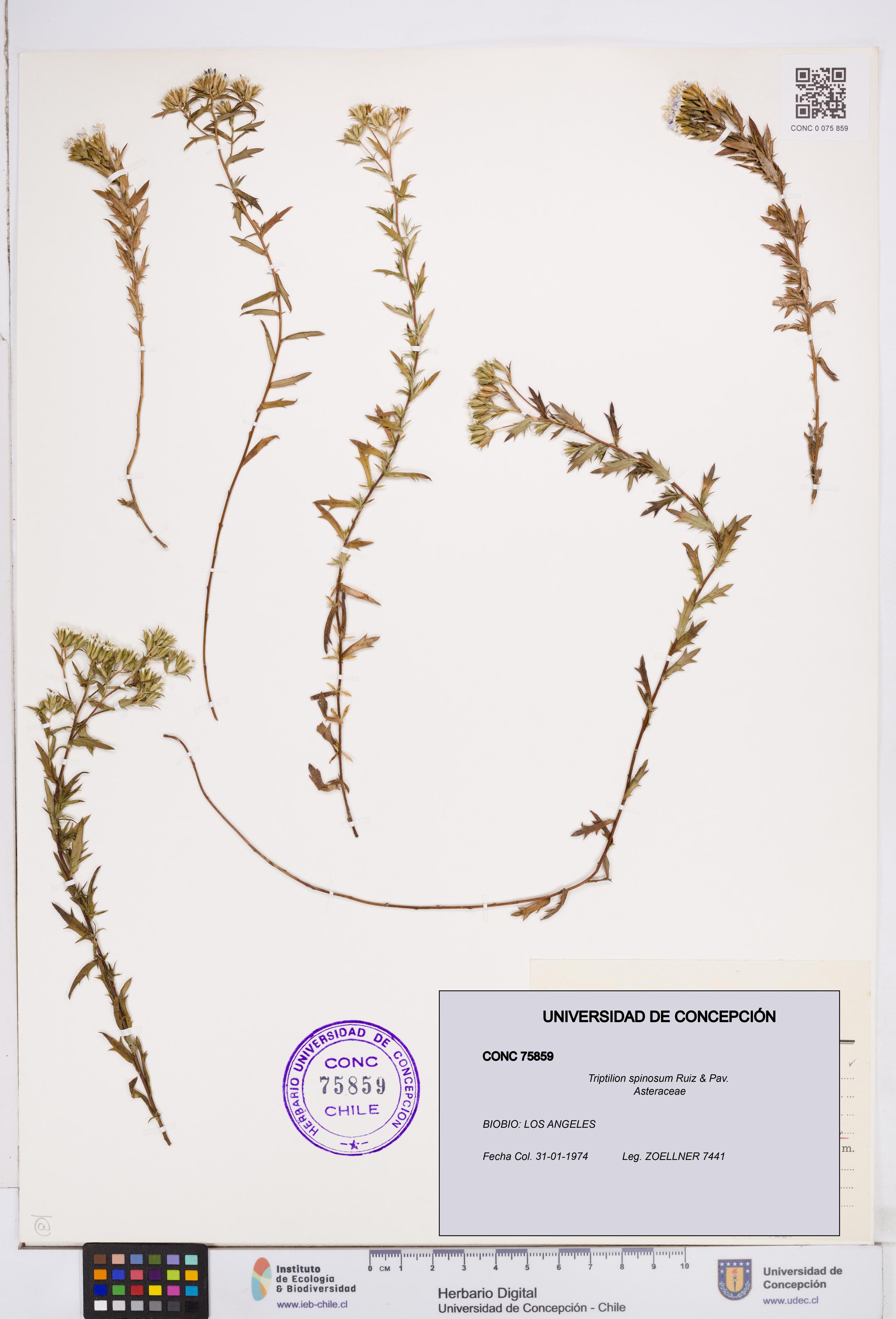 Triptilion spinosum [Espécimen: ]