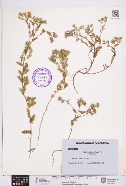 Triptilion spinosum [Espécimen: ]