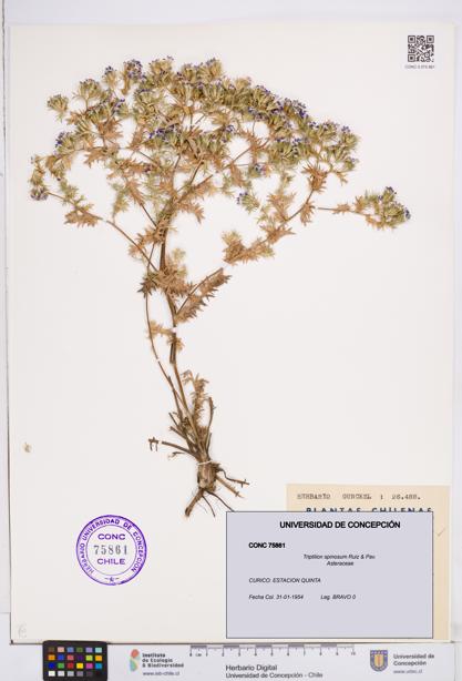 Triptilion spinosum [Espécimen: ]