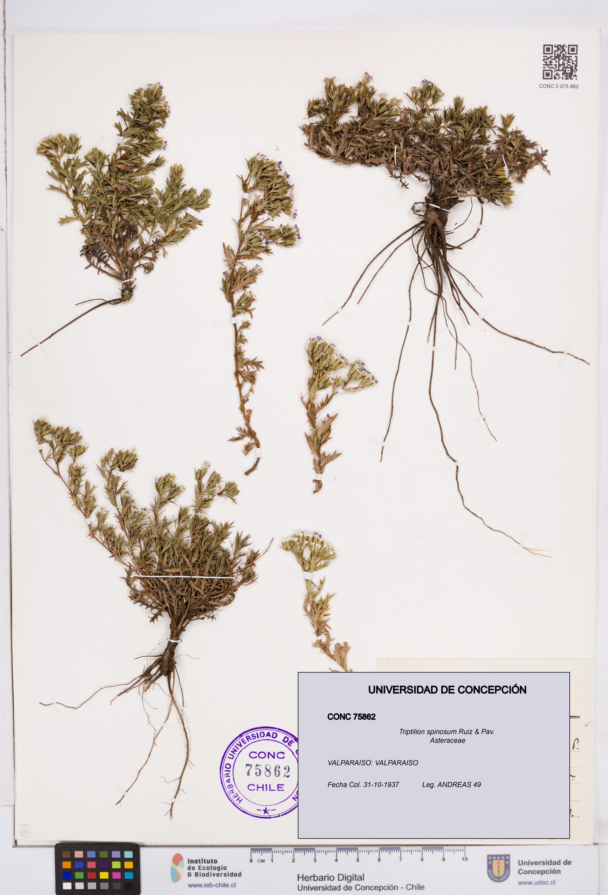 Triptilion spinosum [Espécimen: ]