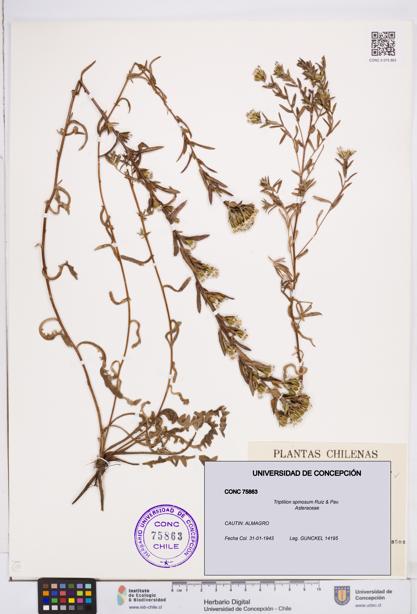 Triptilion spinosum [Espécimen: ]