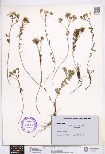 Triptilion spinosum [Espécimen: ]