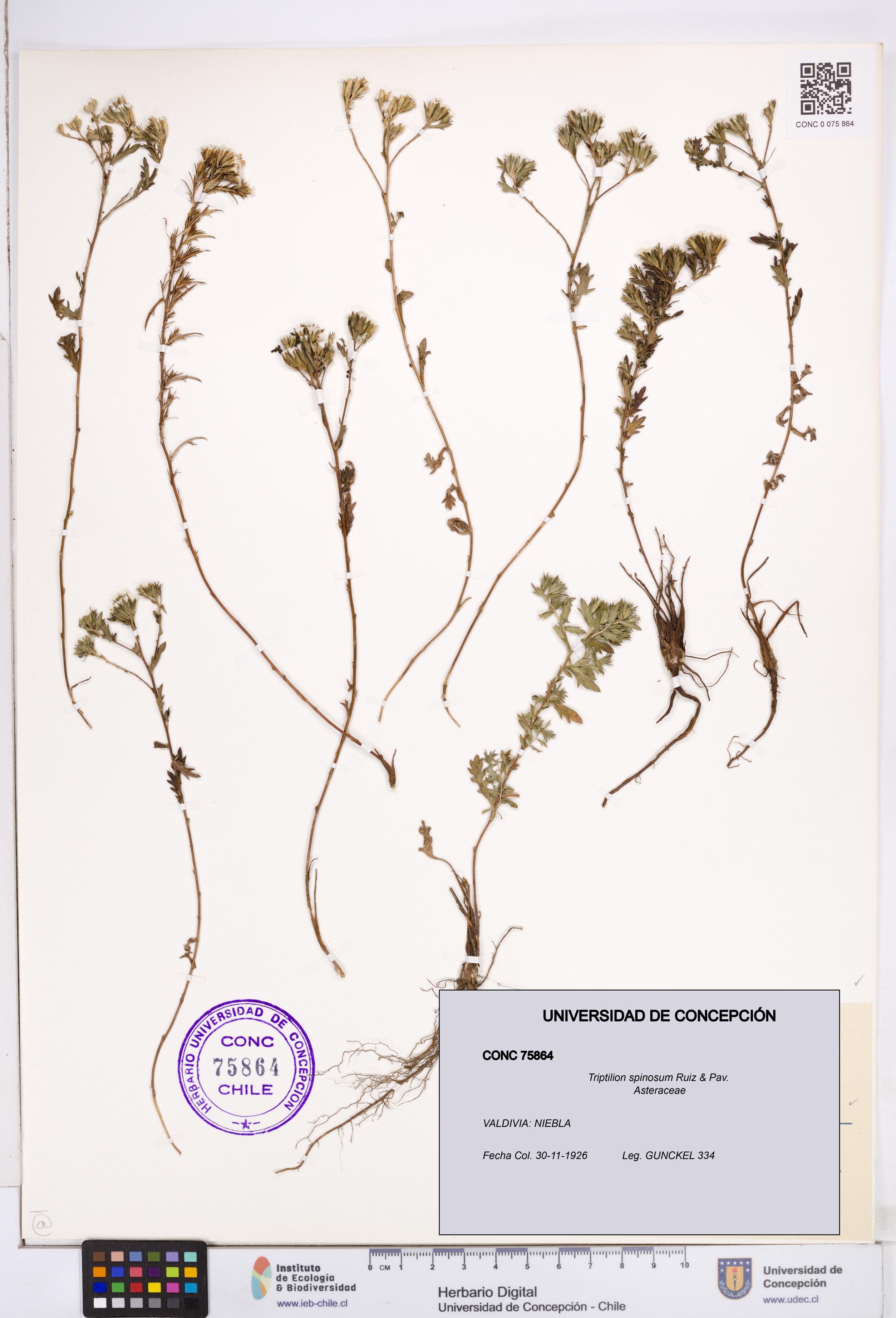 Triptilion spinosum [Espécimen: ]