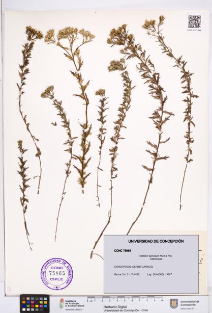 Triptilion spinosum [Espécimen: ]