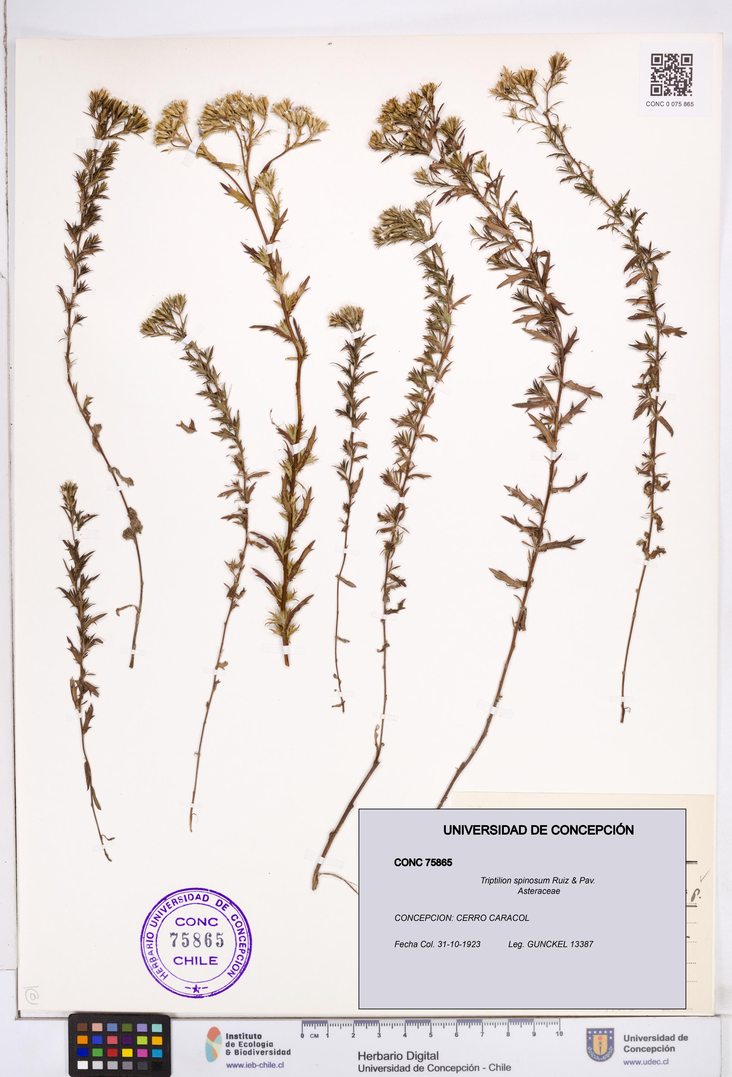 Triptilion spinosum [Espécimen: ]