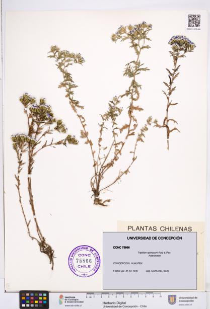 Triptilion spinosum [Espécimen: ]