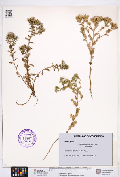 Triptilion spinosum [Espécimen: ]