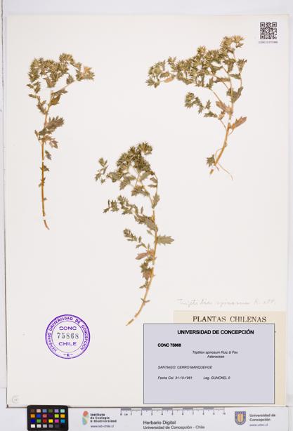 Triptilion spinosum [Espécimen: ]