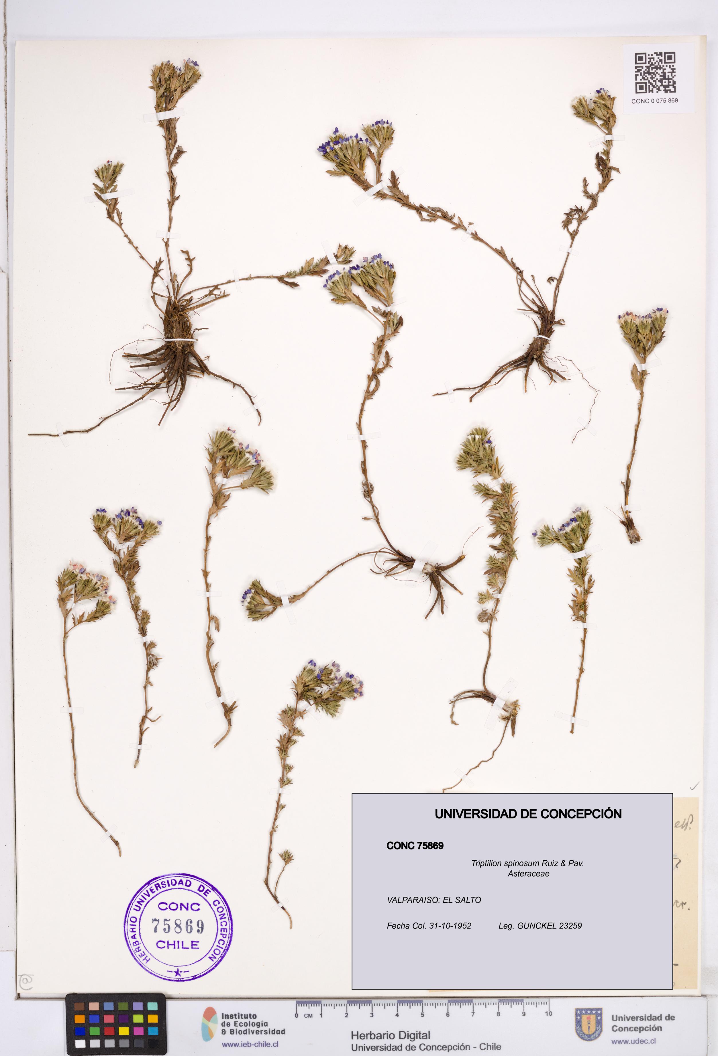 Triptilion spinosum [Espécimen: ]