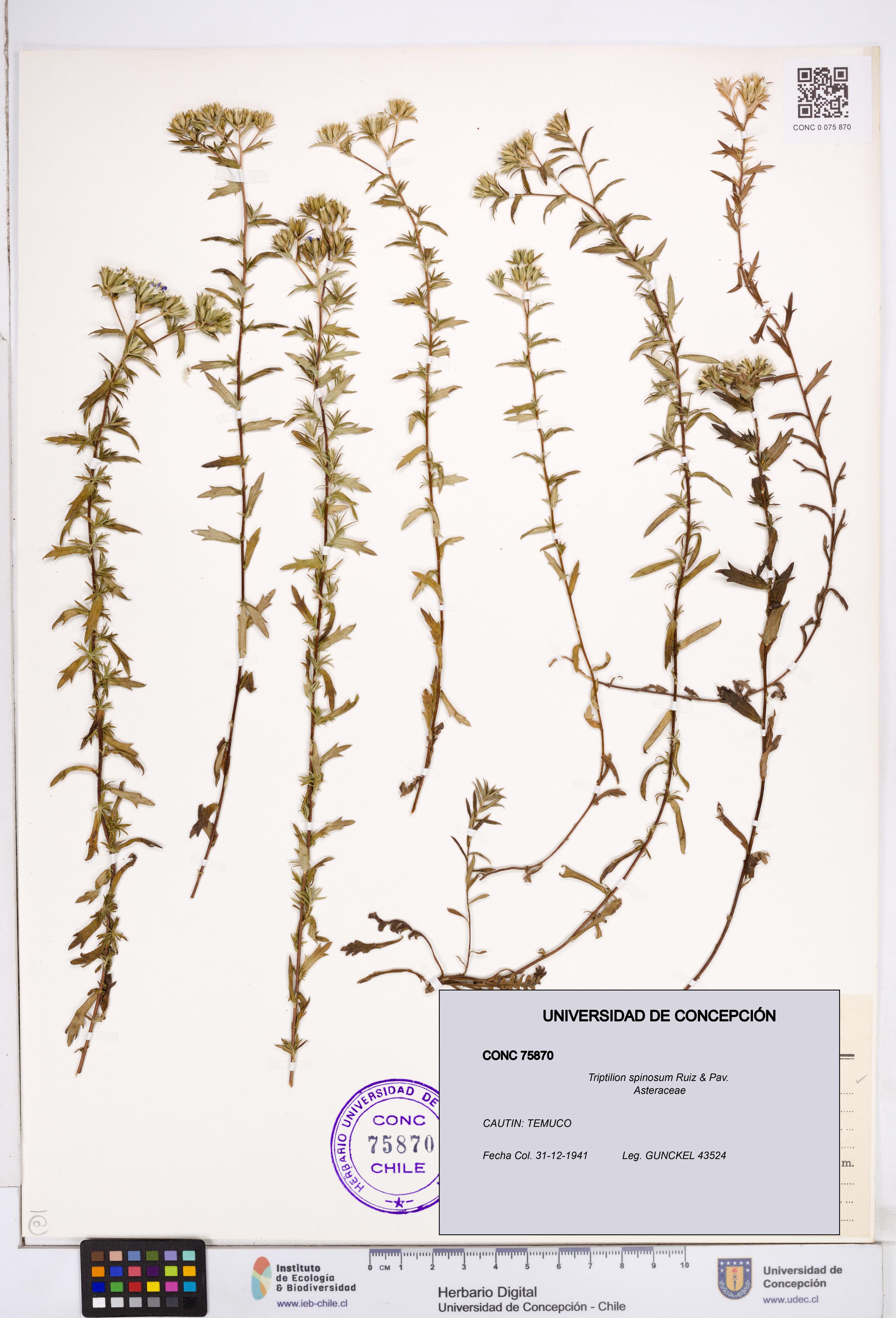 Triptilion spinosum [Espécimen: ]