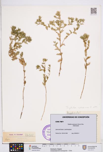 Triptilion spinosum [Espécimen: ]