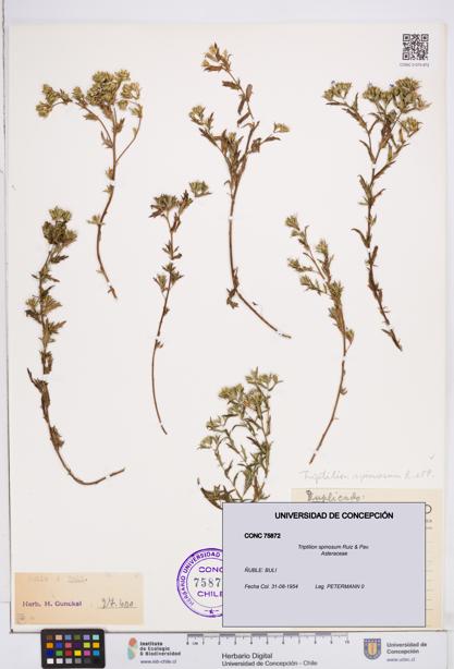 Triptilion spinosum [Espécimen: ]