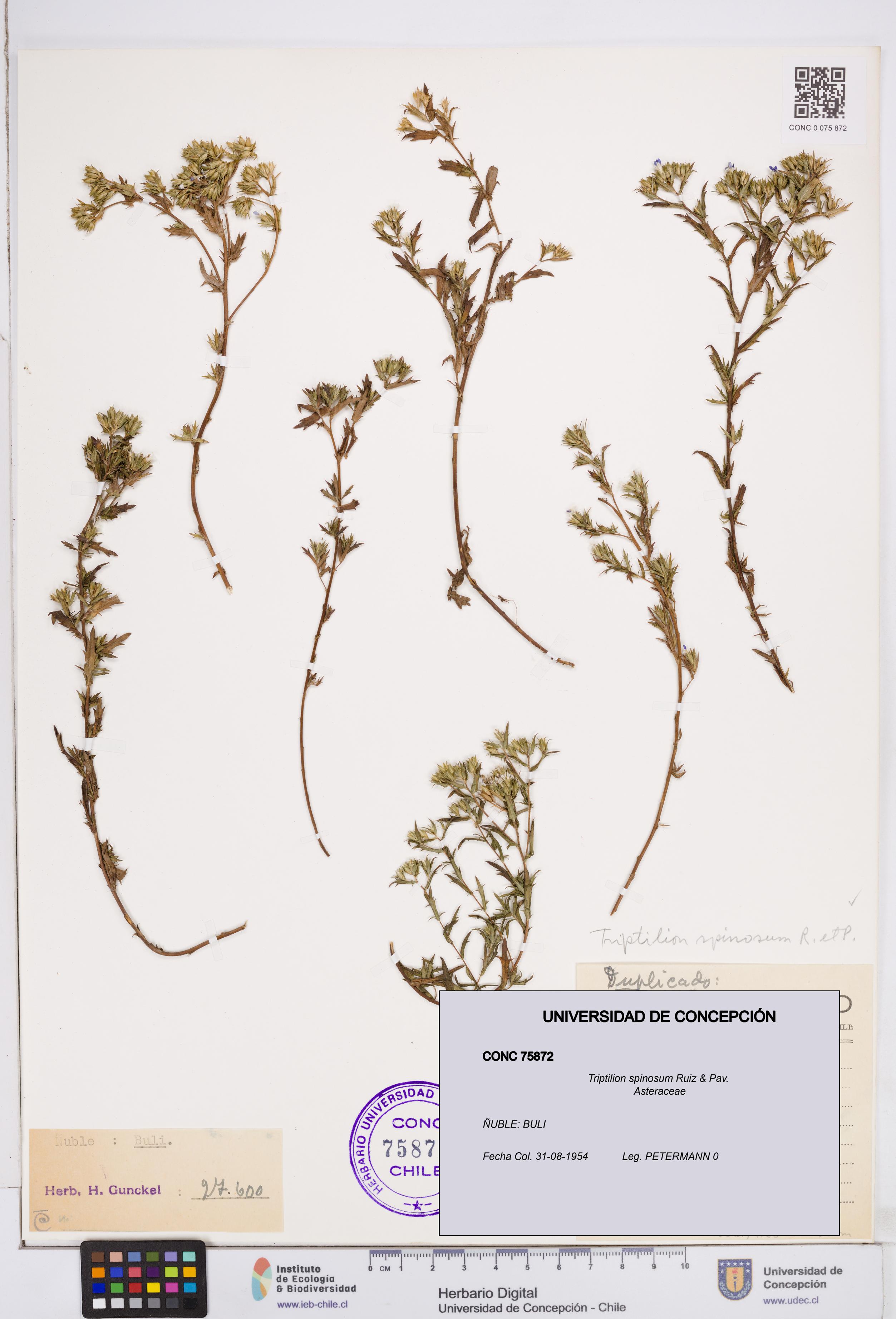Triptilion spinosum [Espécimen: ]