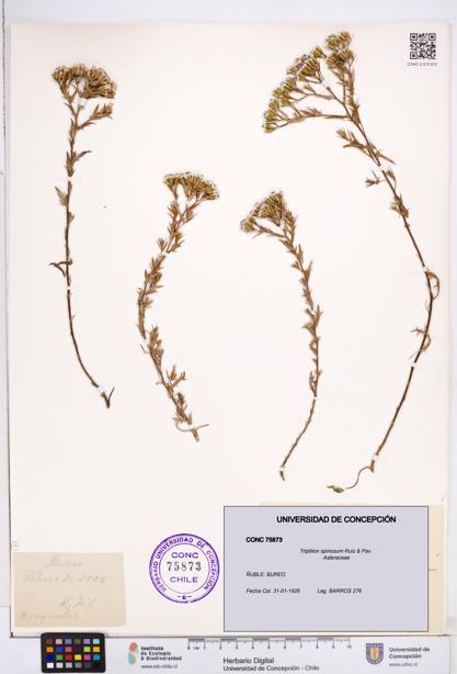 Triptilion spinosum [Espécimen: ]