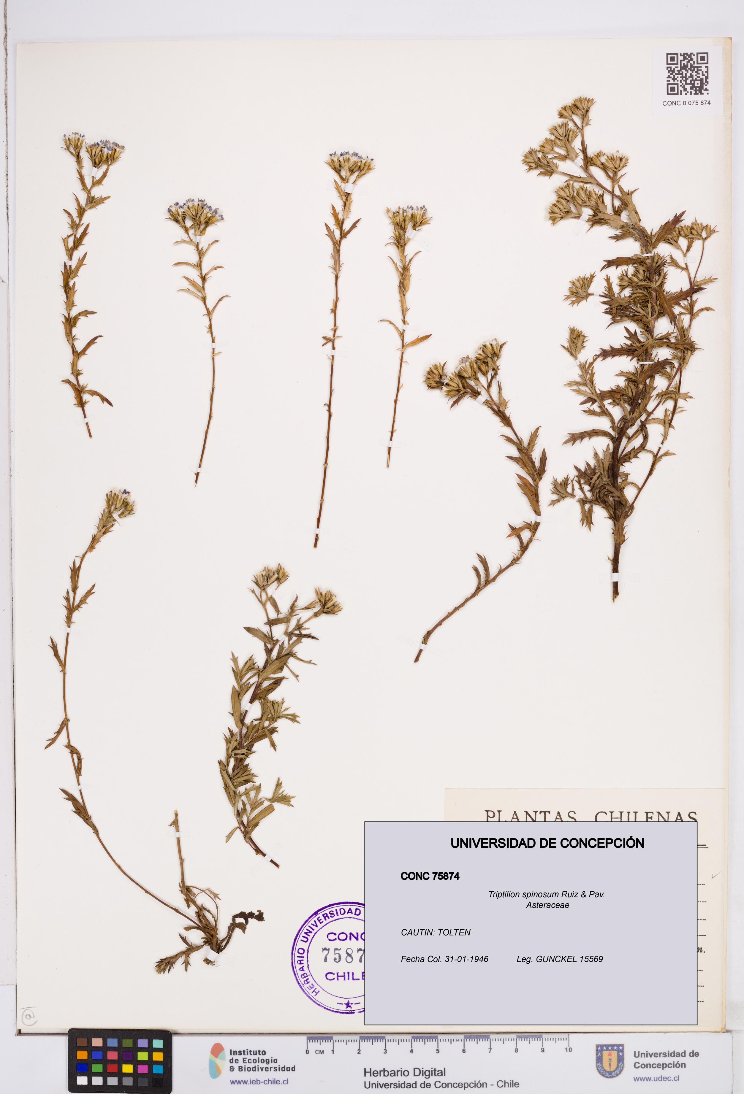 Triptilion spinosum [Espécimen: ]