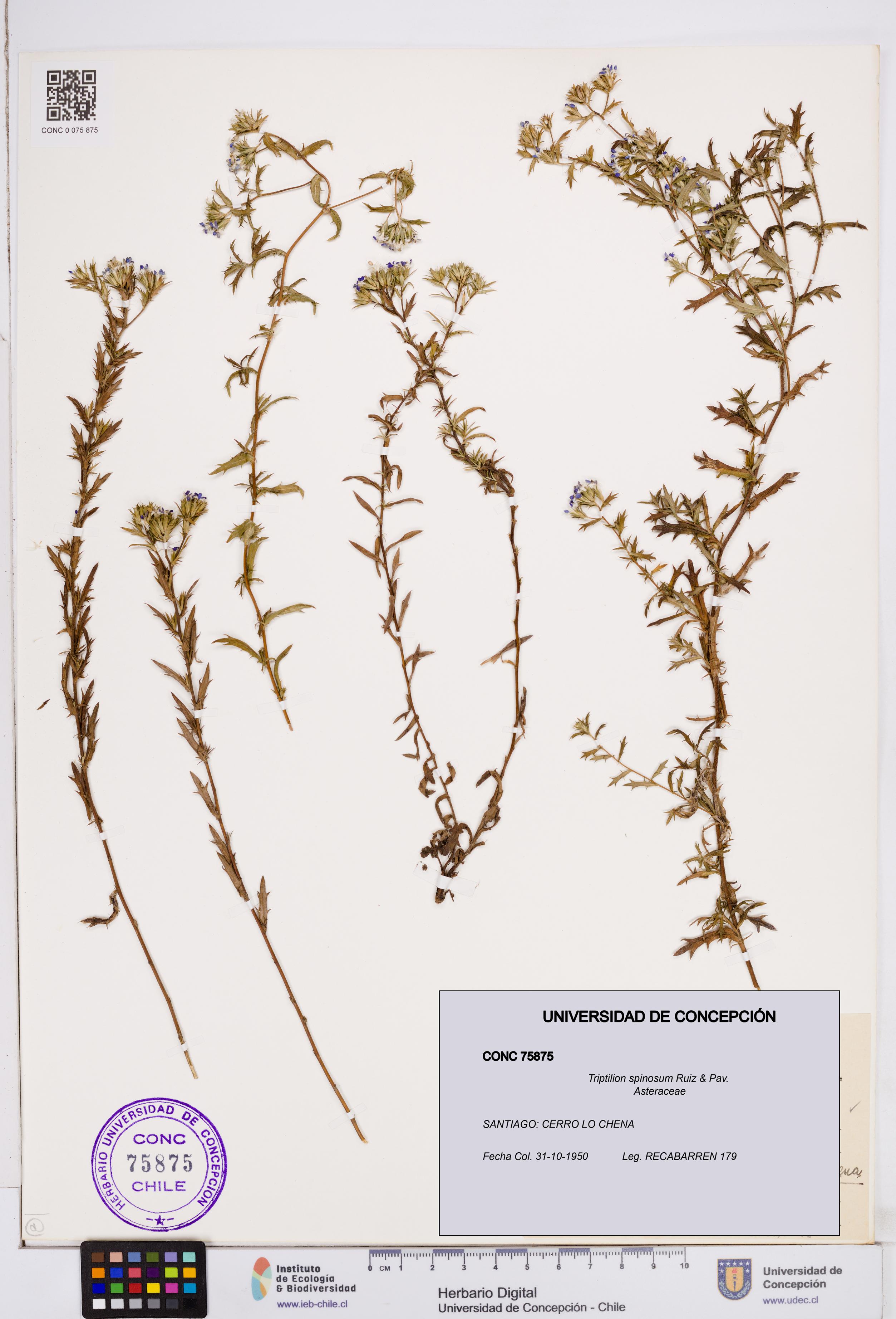 Triptilion spinosum [Espécimen: ]