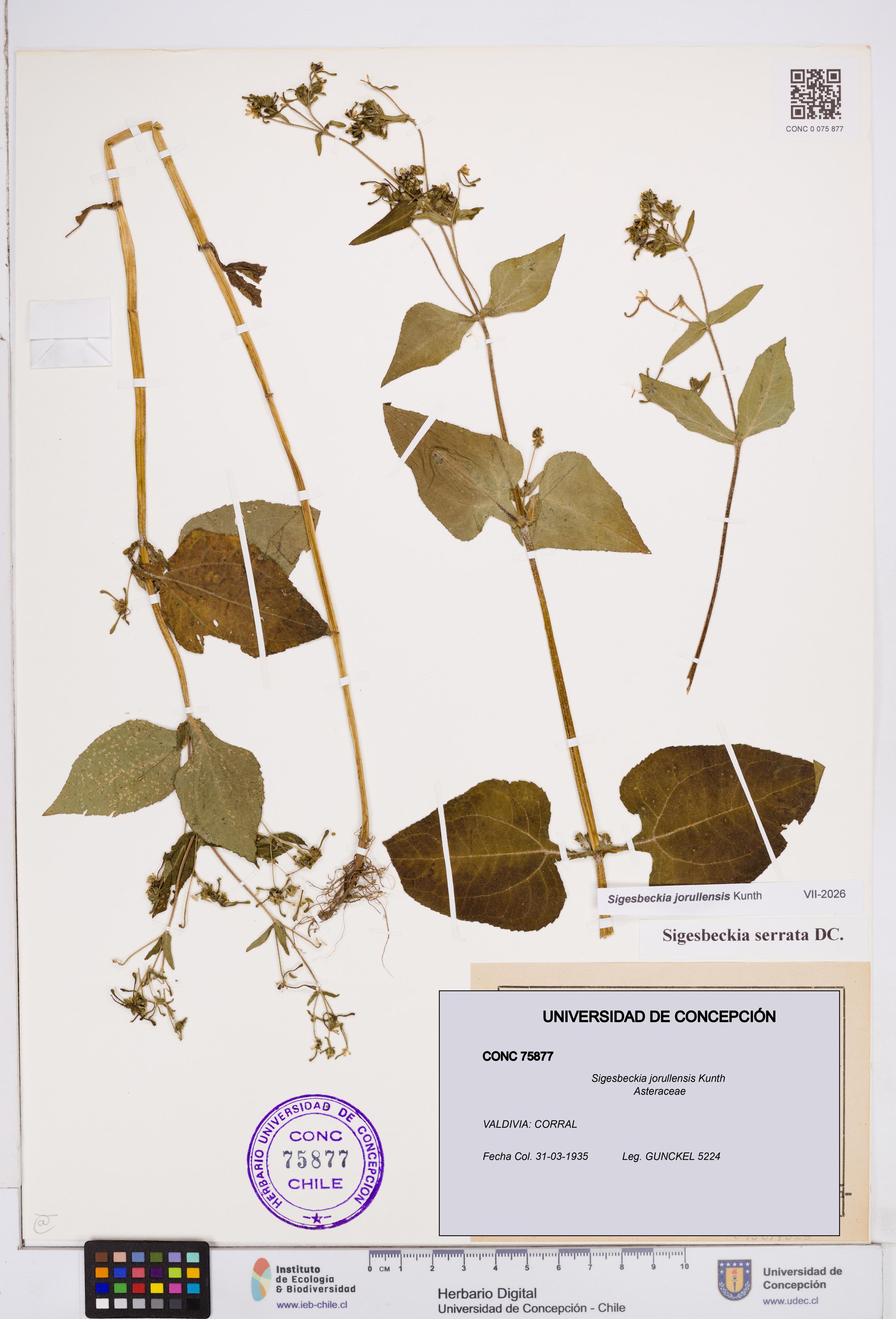 Sigesbeckia jorullensis [Espécimen: ]