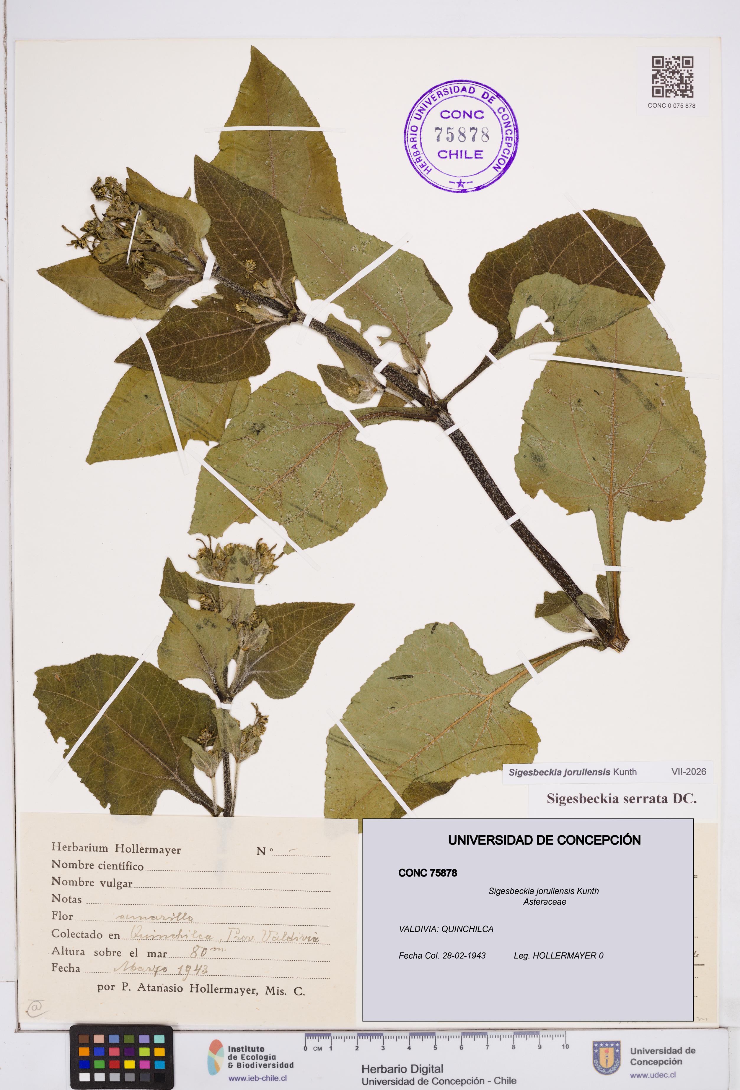 Sigesbeckia jorullensis [Espécimen: ]
