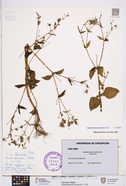 Sigesbeckia jorullensis [Espécimen: ]