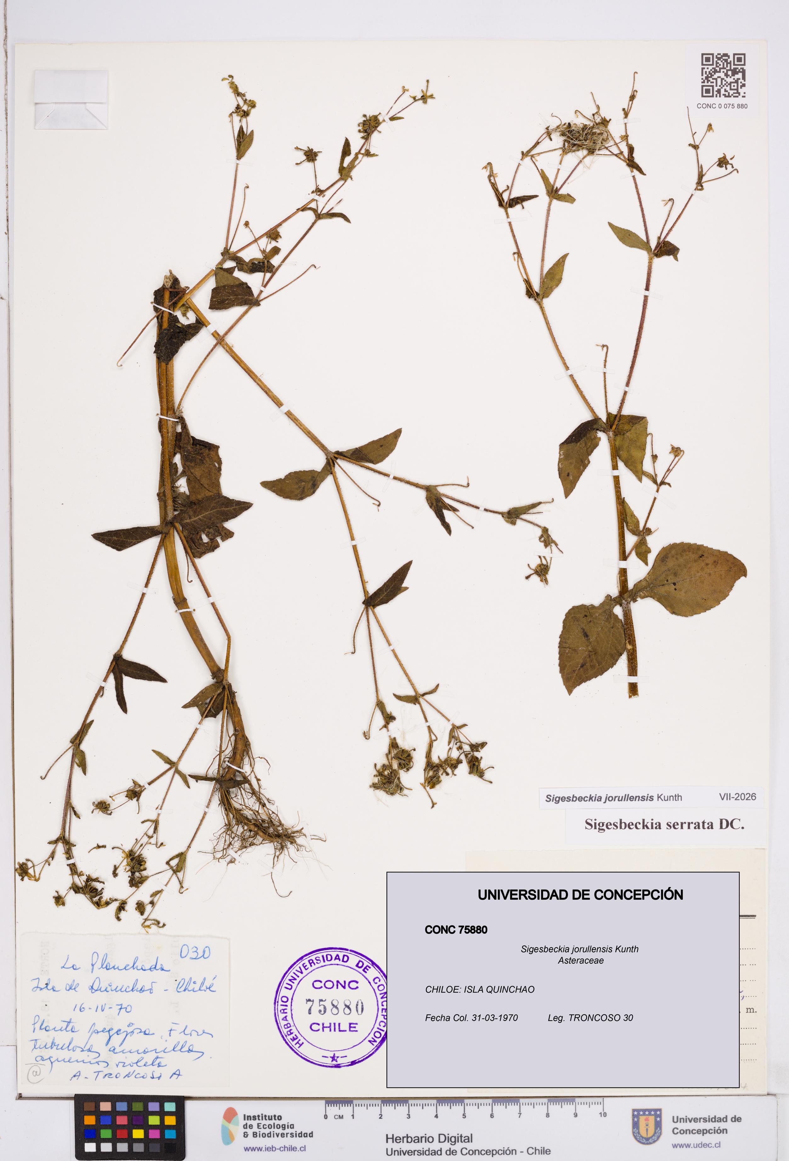 Sigesbeckia jorullensis [Espécimen: ]
