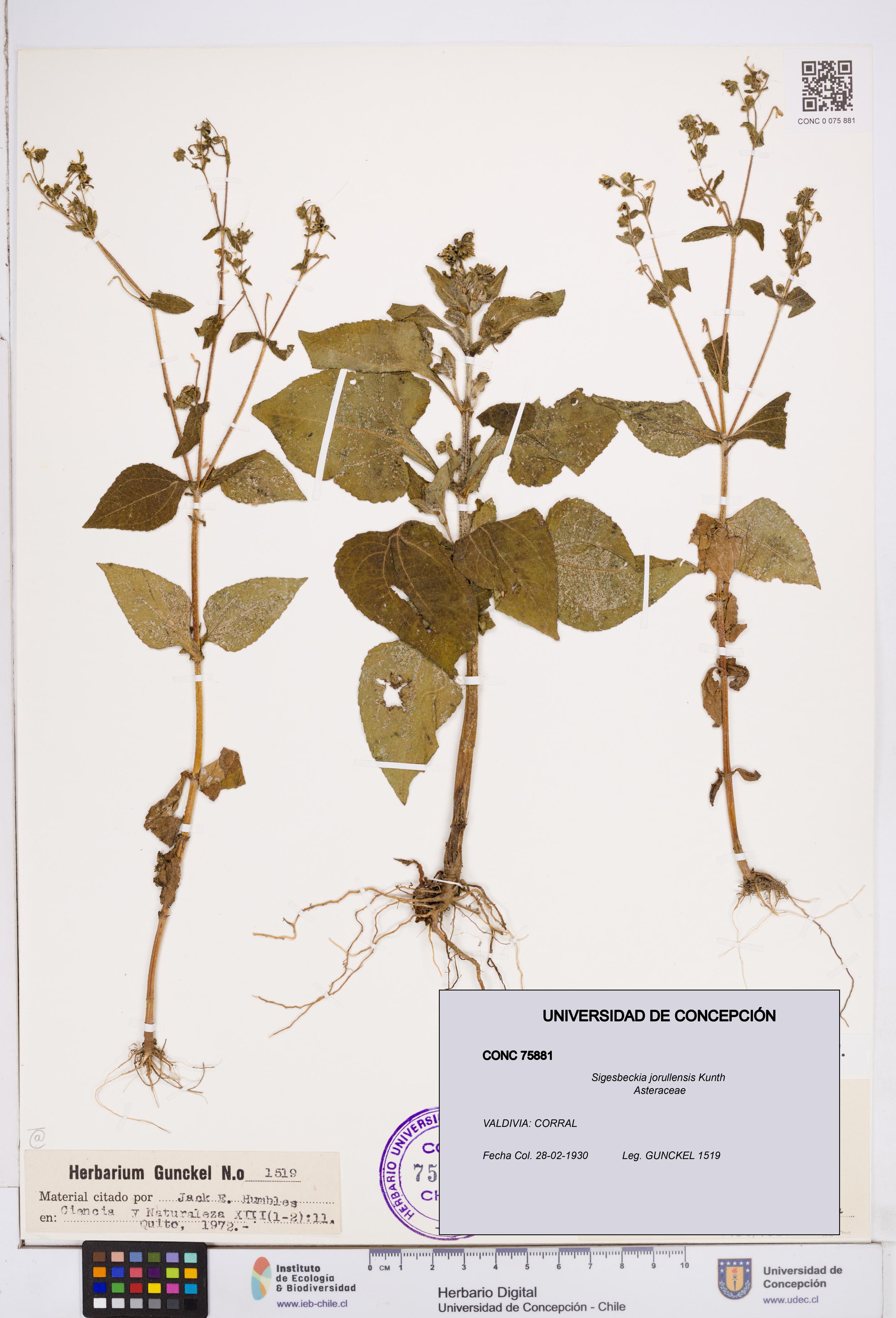 Sigesbeckia jorullensis [Espécimen: ]