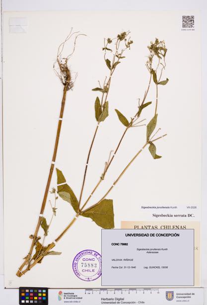 Sigesbeckia jorullensis [Espécimen: ]