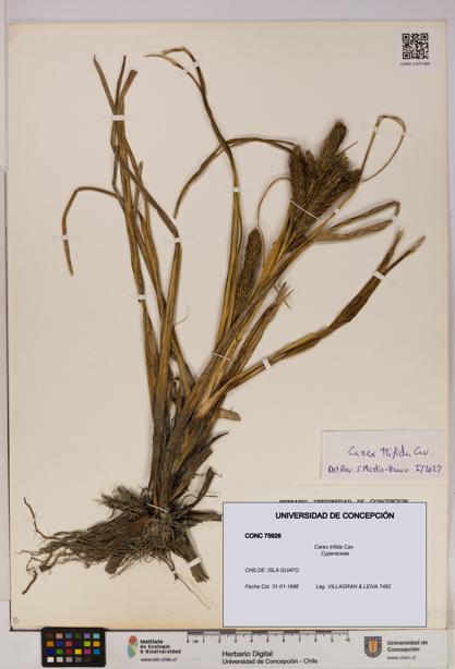 Carex trifida [Espécimen: UDEC:CONC:0075926]