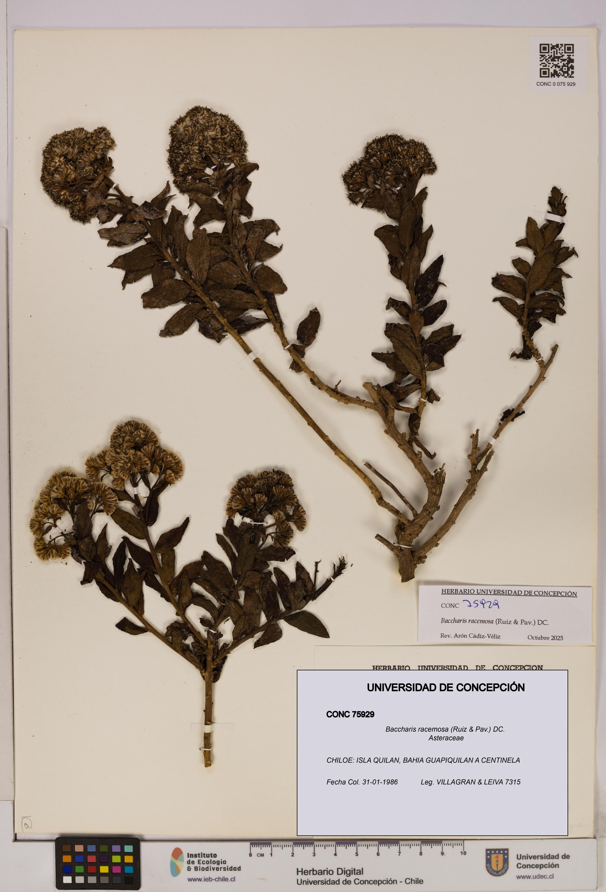 Baccharis racemosa [Espécimen: UDEC:CONC:0075929]