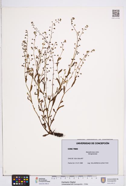 Myosotis laxa [Espécimen: ]