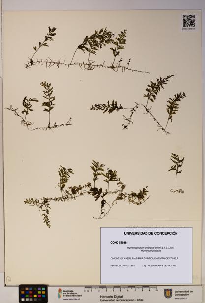 Hymenophyllum umbratile [Espécimen: ]