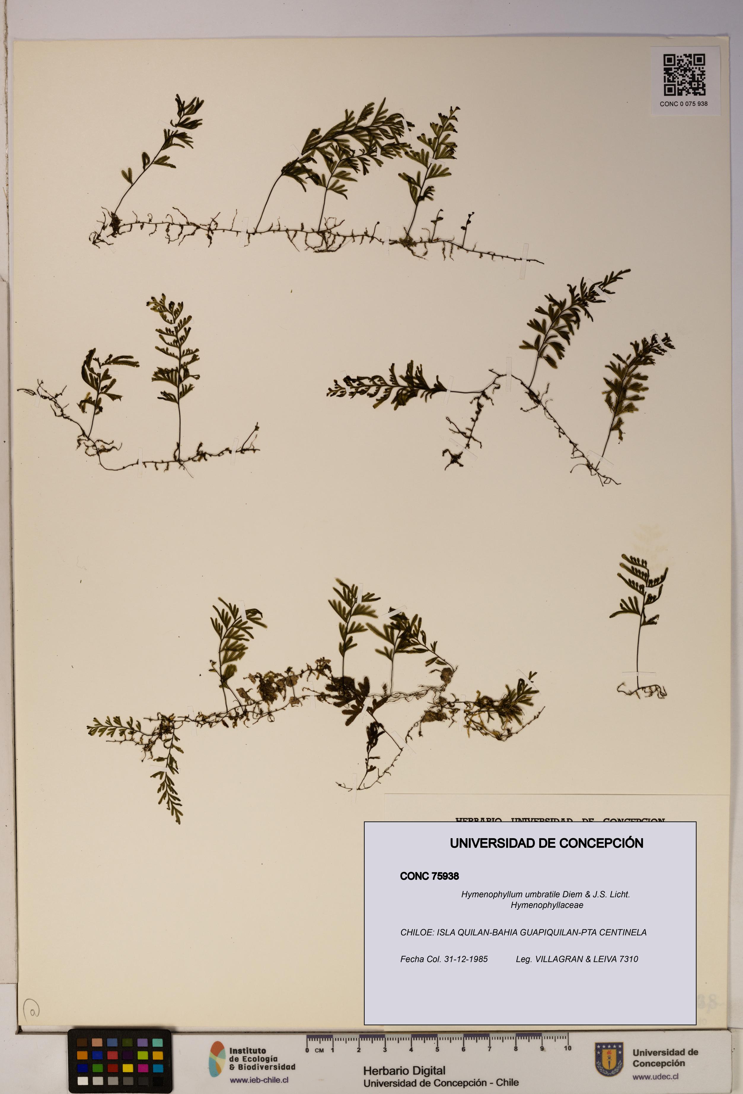 Hymenophyllum umbratile [Espécimen: ]