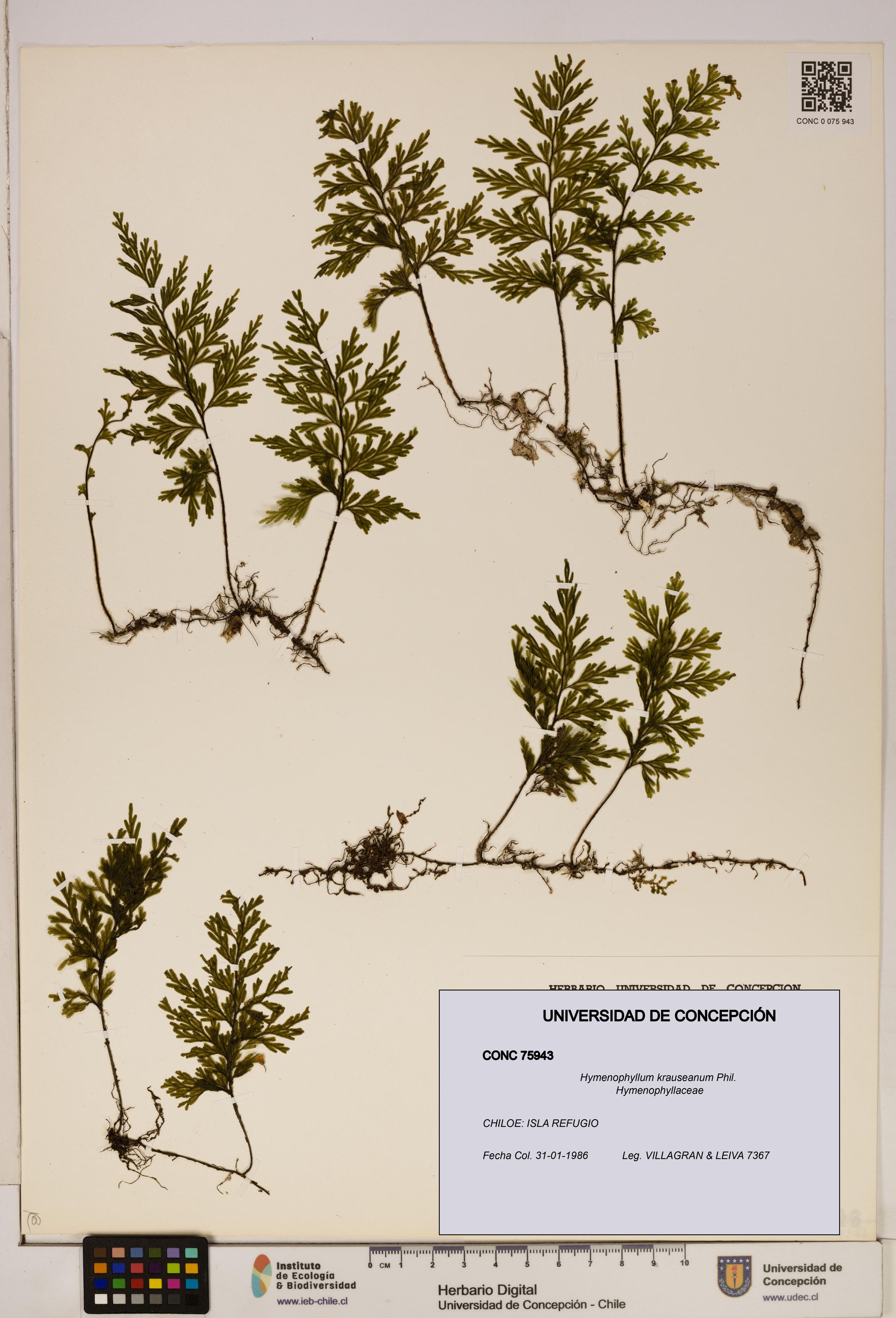 Hymenophyllum krauseanum [Espécimen: ]