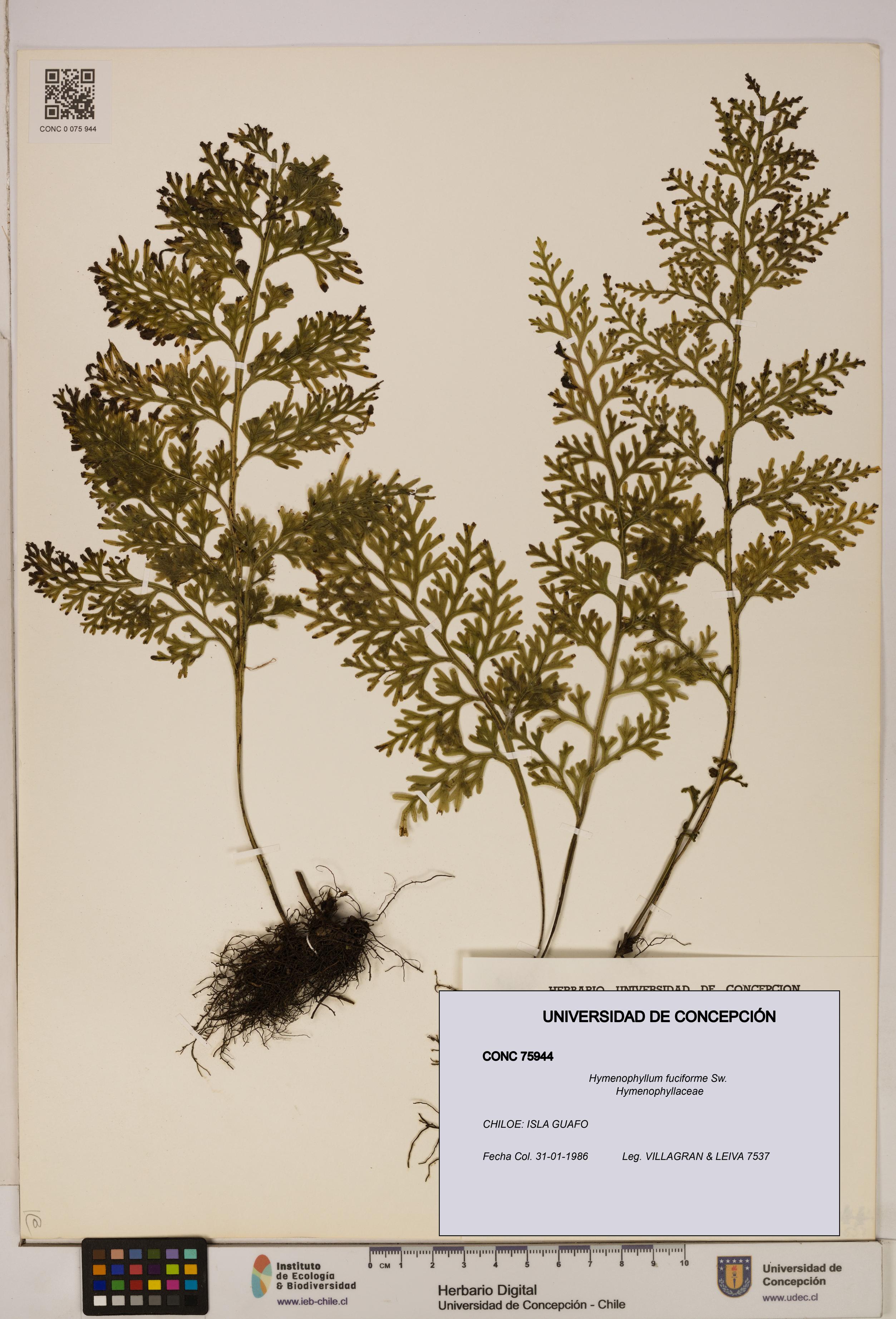 Hymenophyllum fuciforme [Espécimen: UDEC:CONC:0075944]
