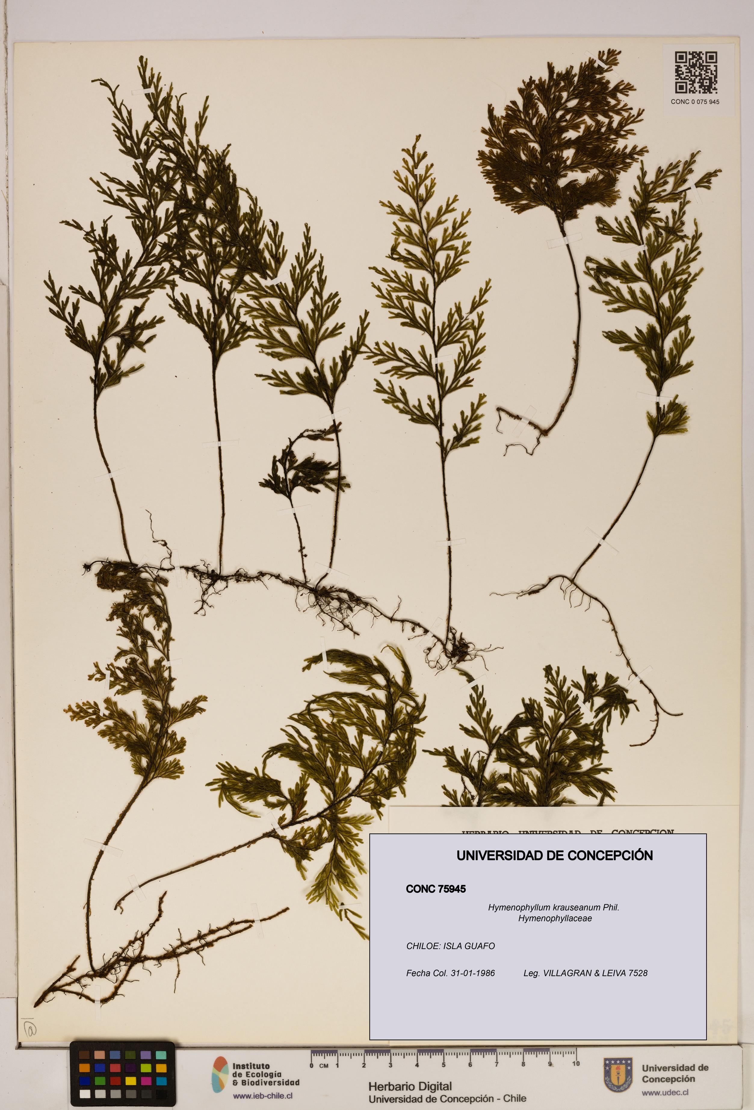 Hymenophyllum krauseanum [Espécimen: ]