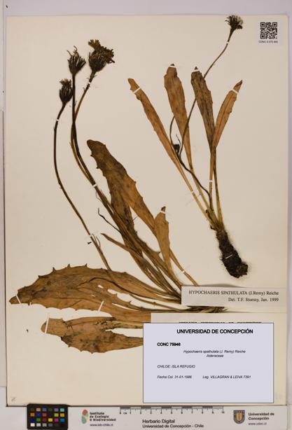 Hypochaeris spathulata [Espécimen: UDEC:CONC:0075946]