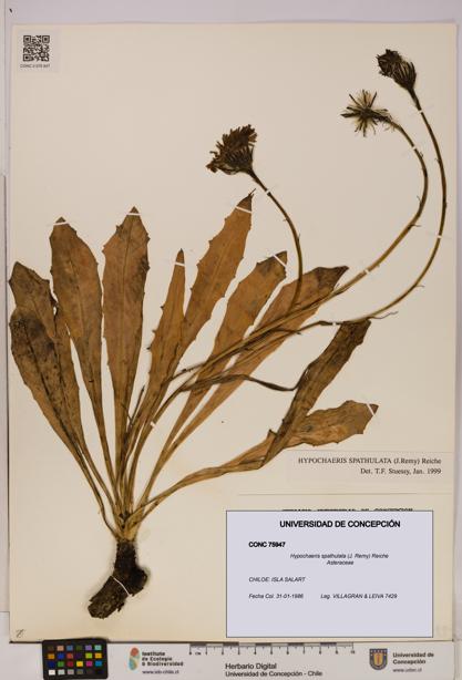 Hypochaeris spathulata [Espécimen: UDEC:CONC:0075947]