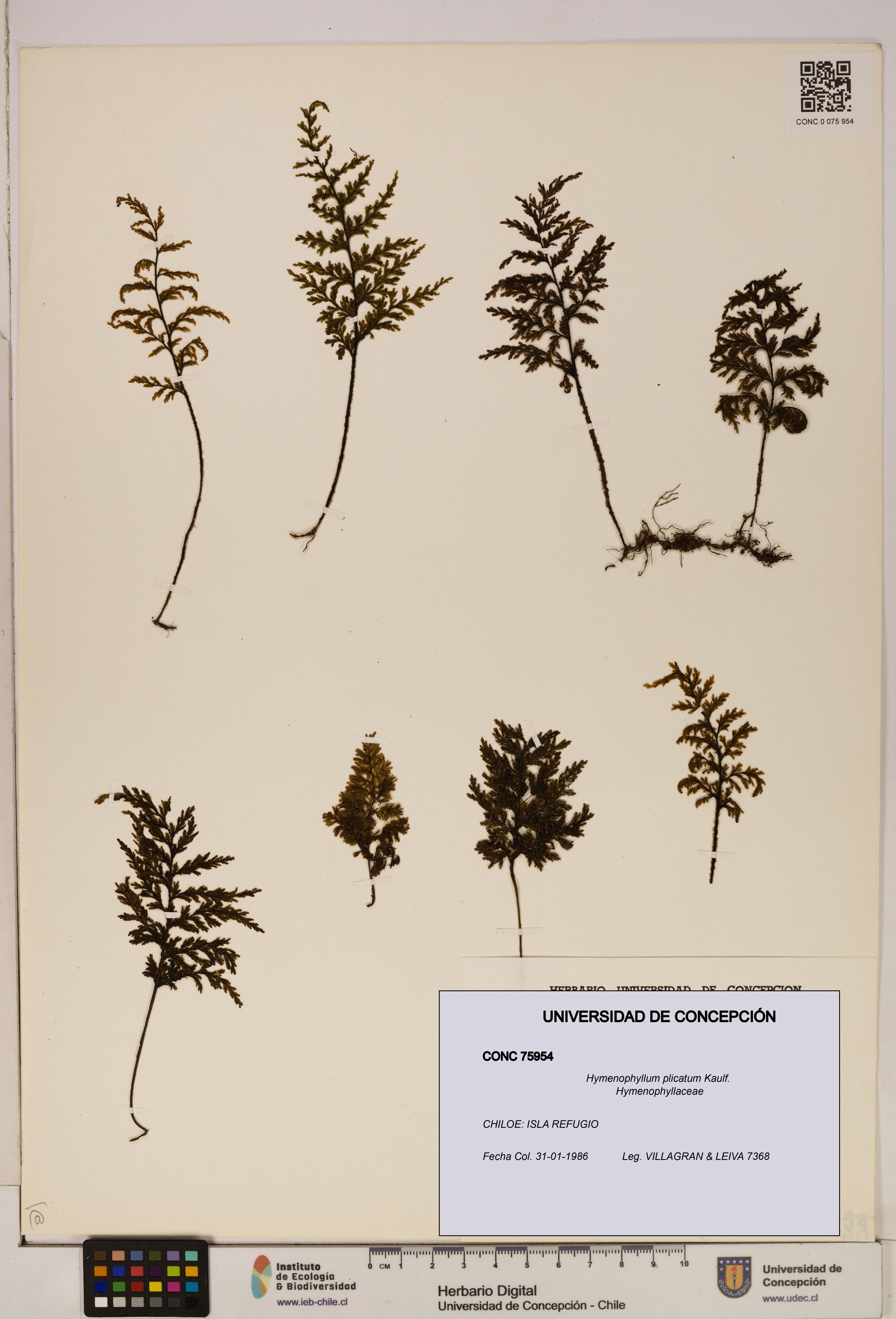 Hymenophyllum plicatum [Espécimen: ]