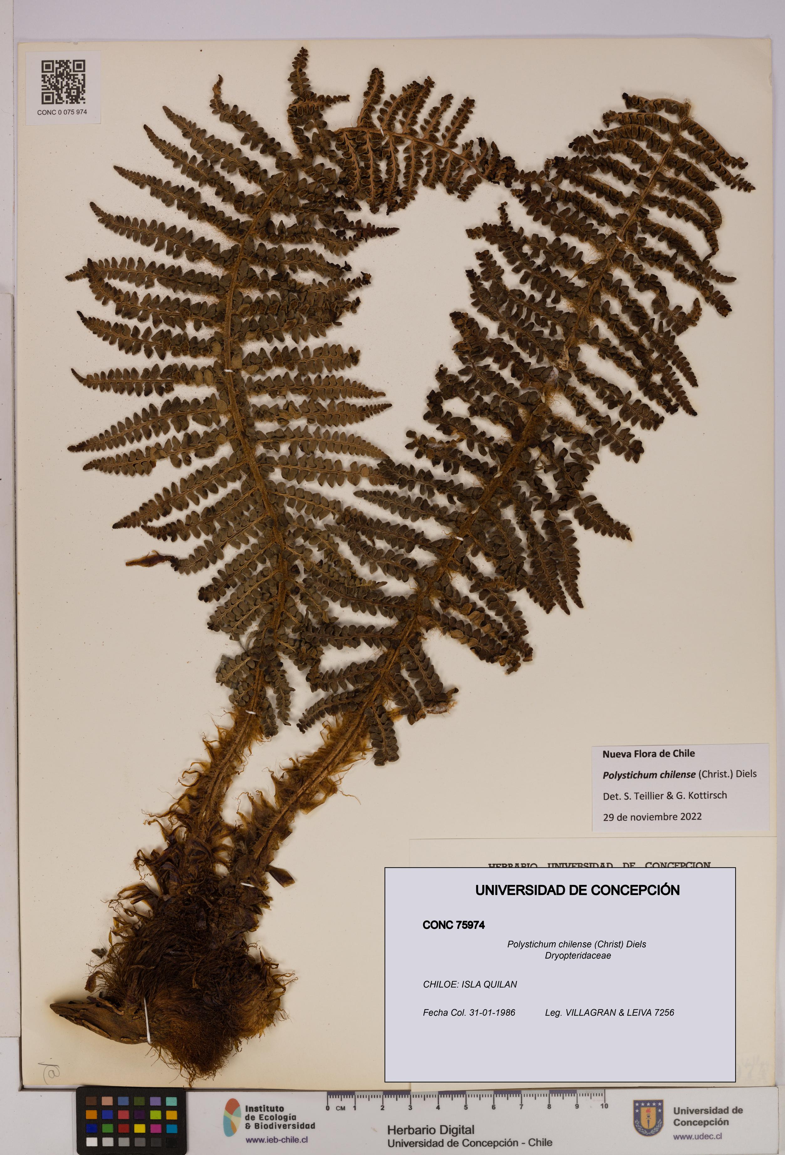 Polystichum chilense [Espécimen: UDEC:CONC:0075974]