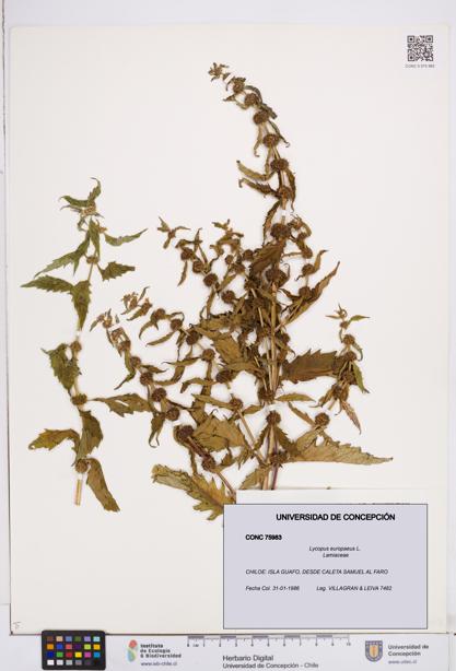 Lycopus europaeus [Espécimen: ]