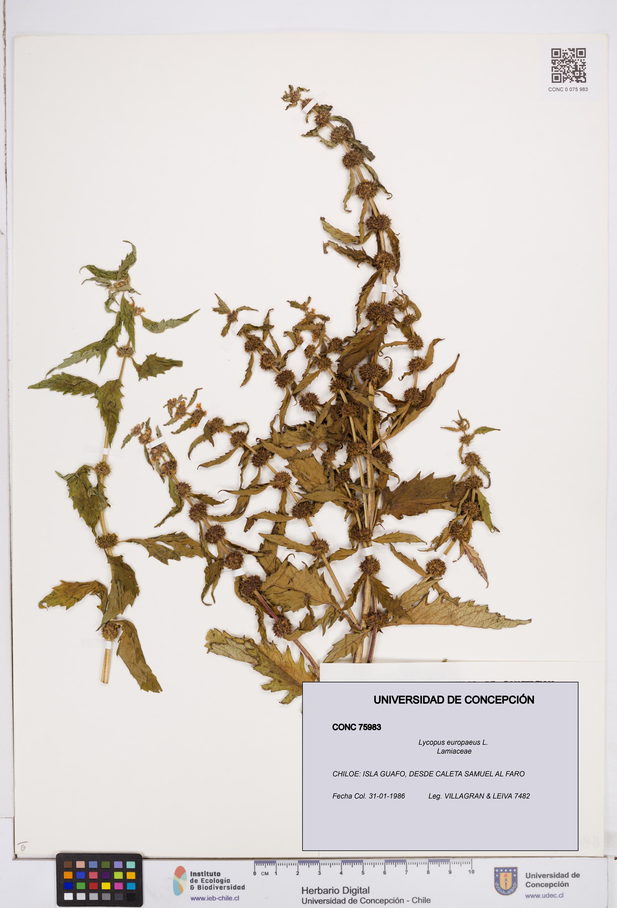 Lycopus europaeus [Espécimen: ]