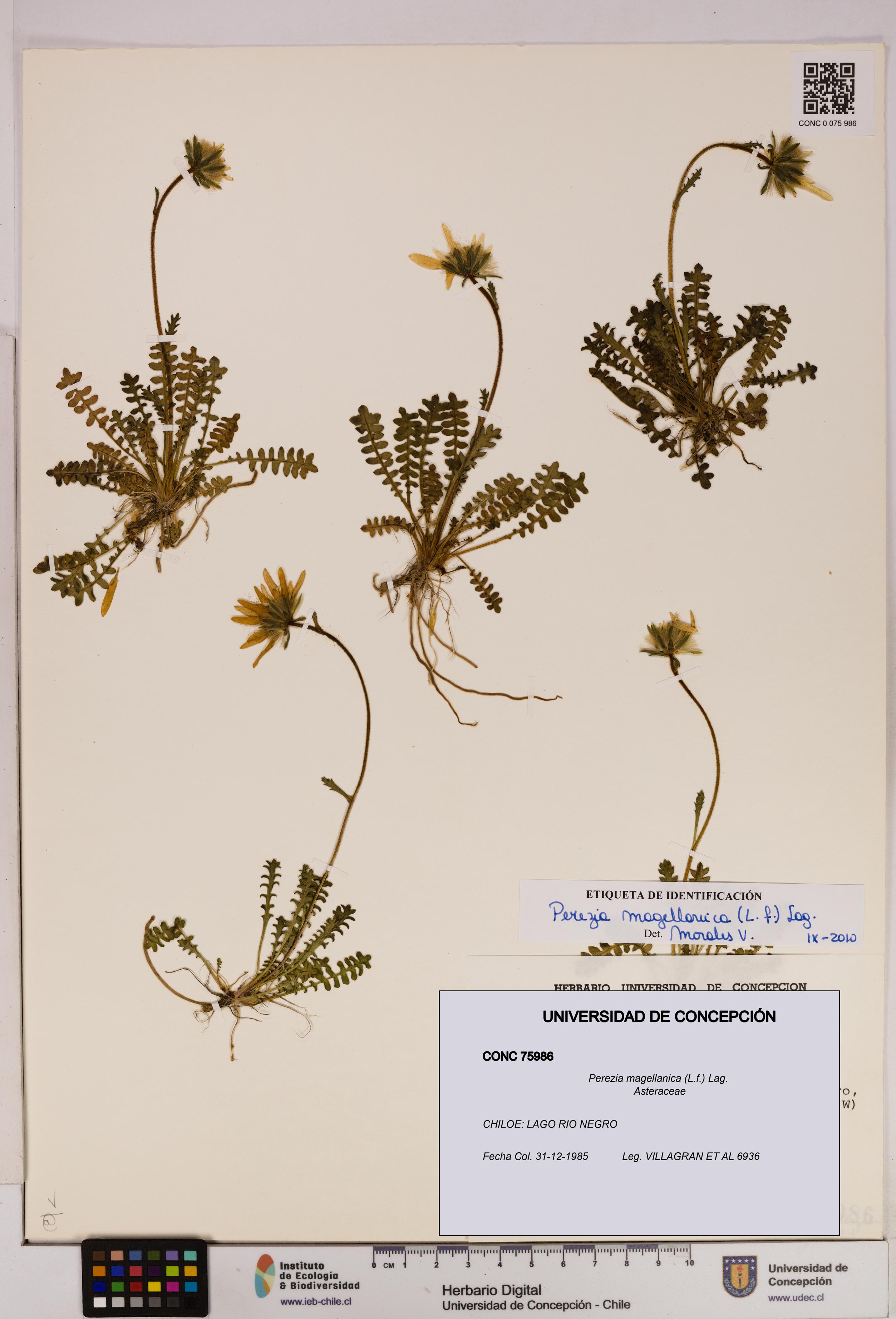 Perezia magellanica [Espécimen: UDEC:CONC:0075986]