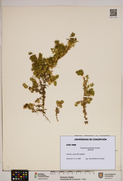 Azorella lycopodioides [Espécimen: ]